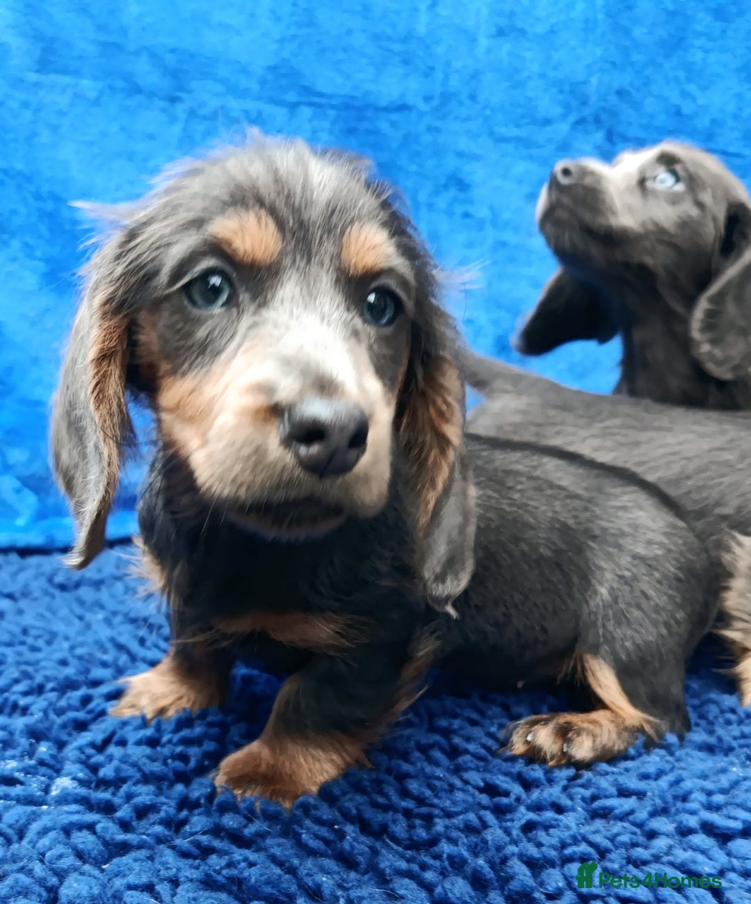 Miniature Dachshund dogs for sale: LONG HAIRED MINI KC REG PRA CLR  - Image 8