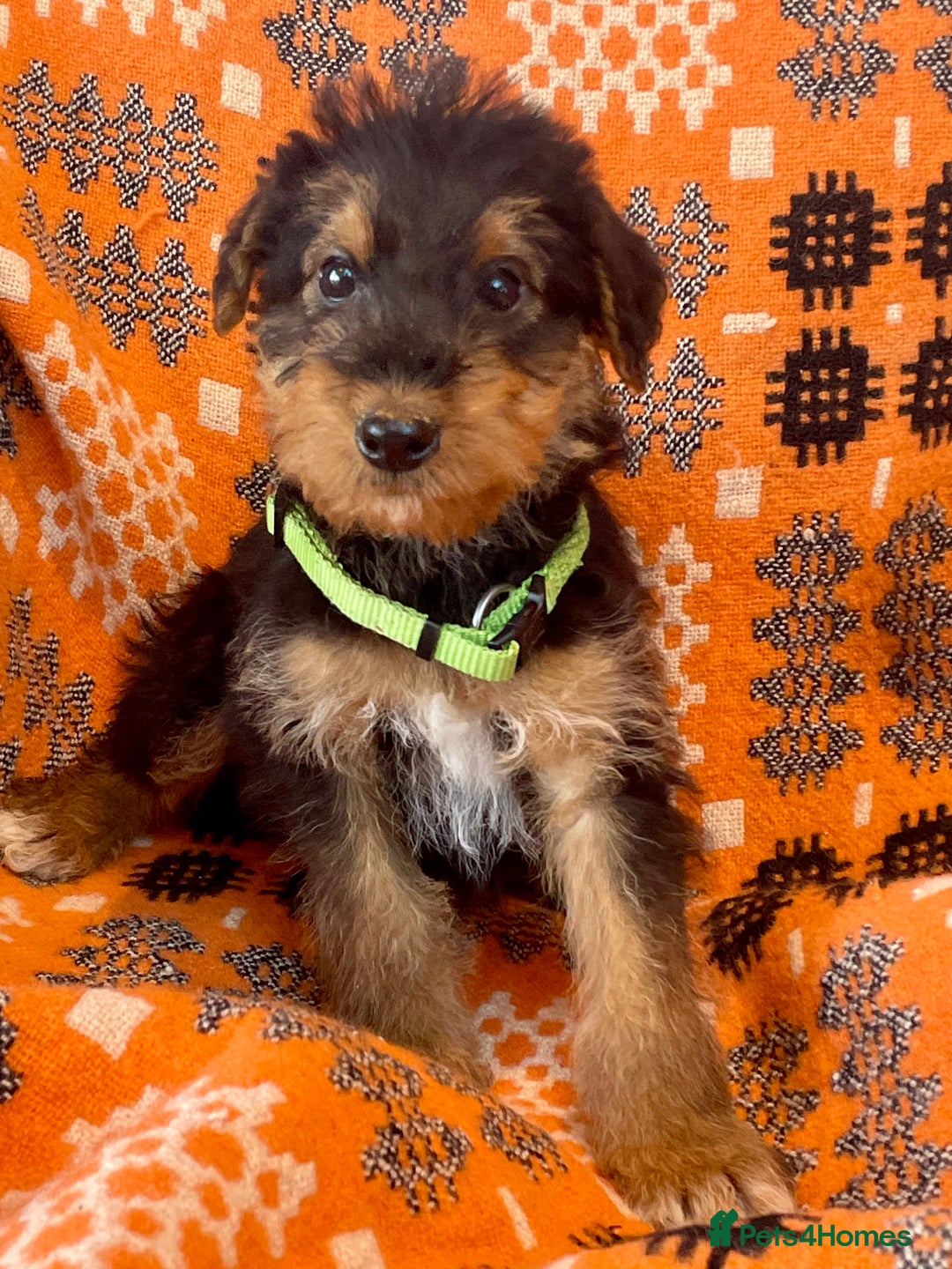 Airedale Terrier dogs for sale: Kc Airedale Terrier  - Advert 3