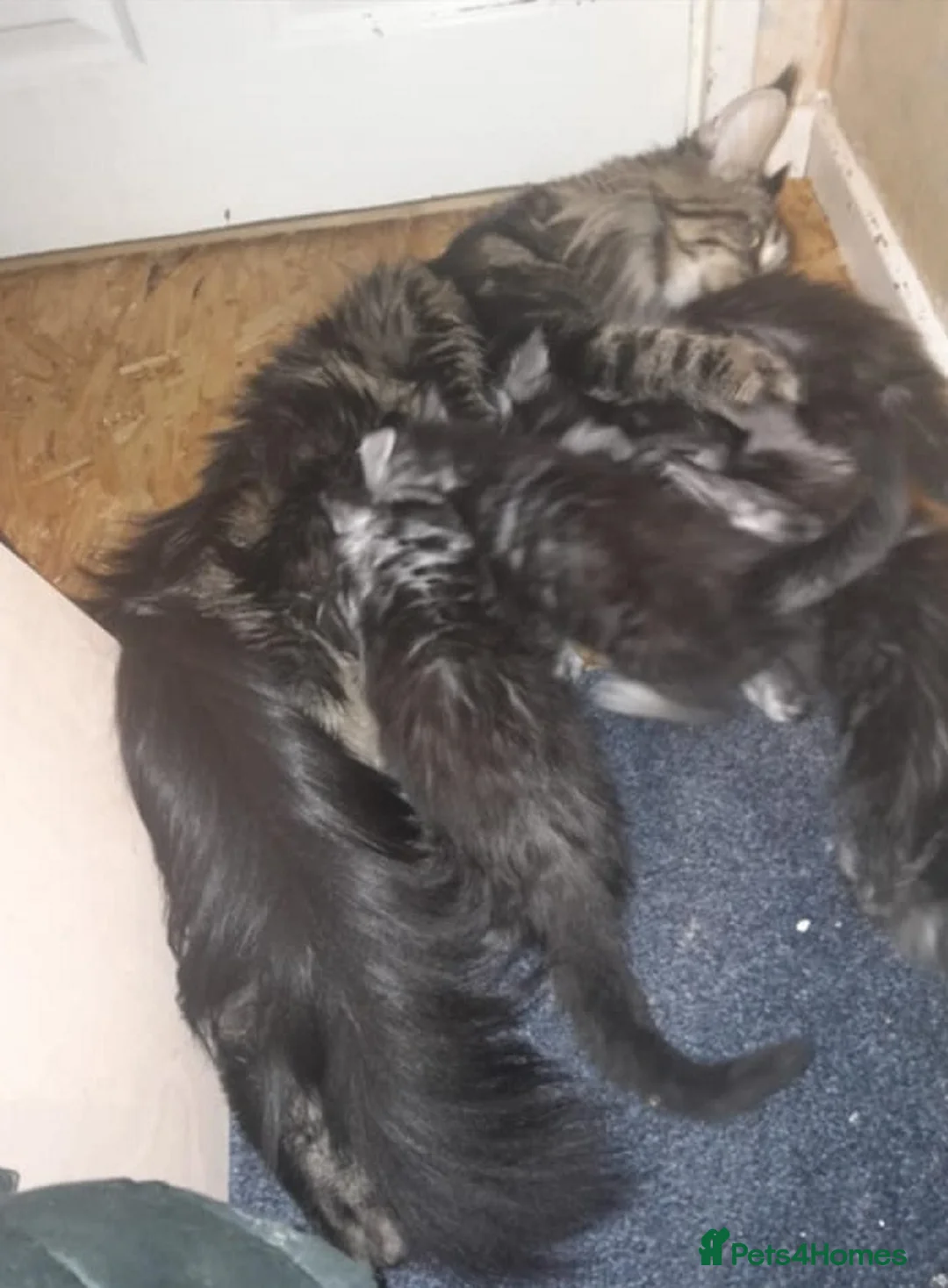 Maine Coon cats for sale: Black silver mackerel poly Girls TICA maine coon - Advert 2