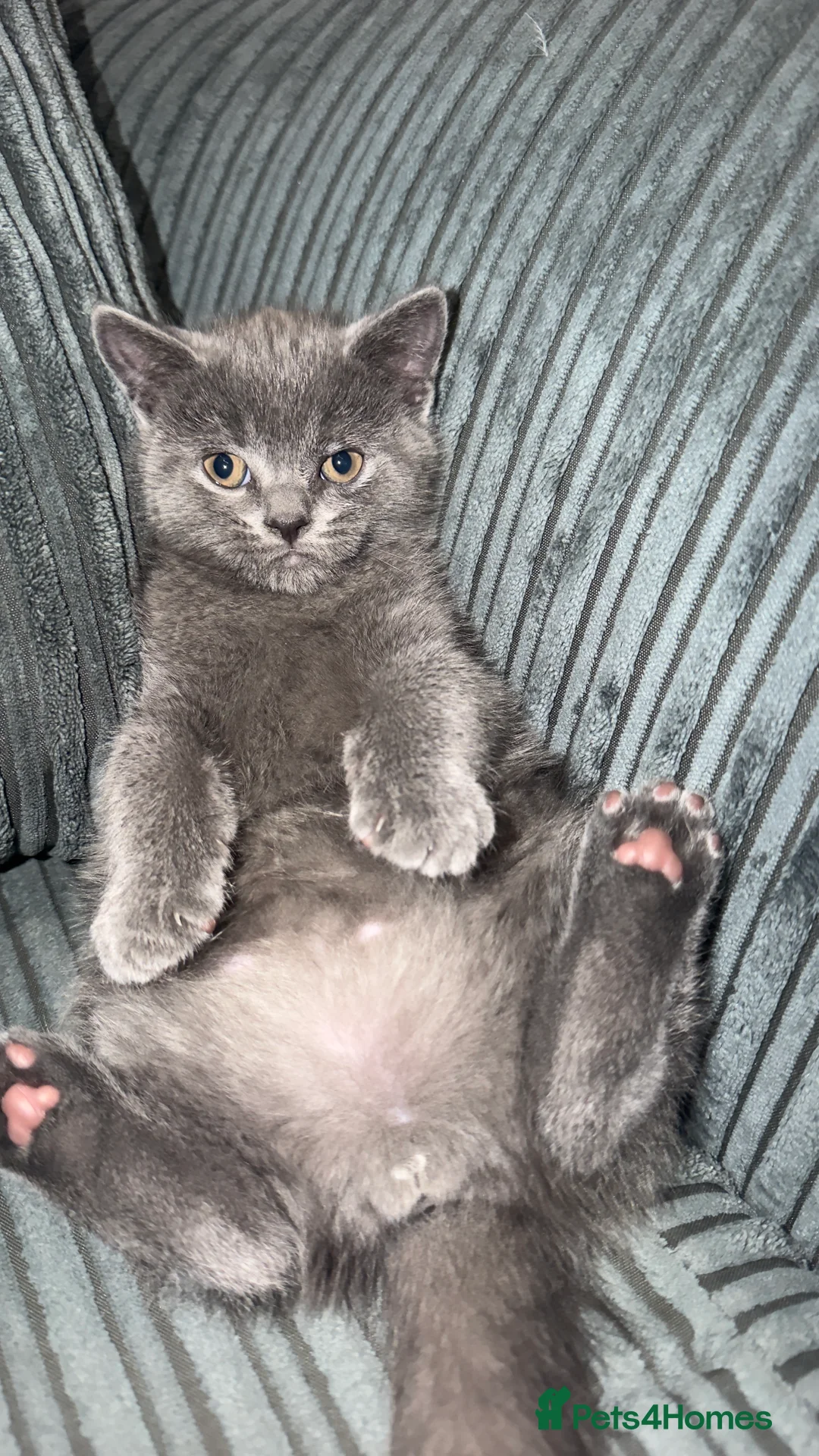 British Shorthair cats for sale: British Shorthair Kittens - Advert 15