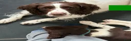 English Springer Spaniel dogs for sale: Last 3 5th Generation Liver and White ESS Puppies - Advert 4