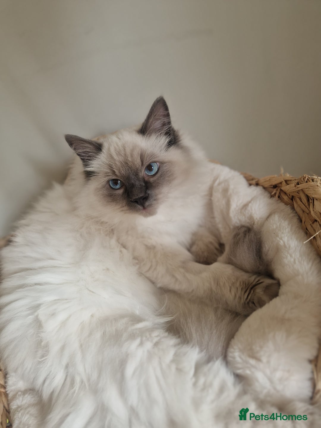 Ragdoll cats for sale: Ragdoll Kitten - Castrated  - Image 6