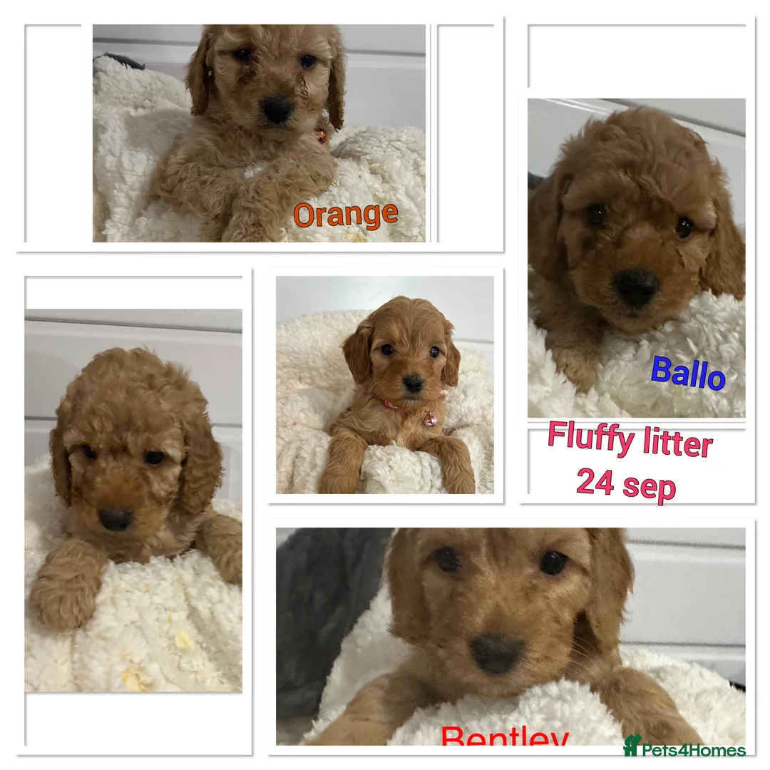 Miniature Poodle dogs for stud: mintiure poodle stud only kc health tested in Ely - Advert 9