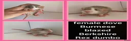 Rat rodents for sale: Adorable baby rats for sale  - Advert 31