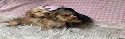 Cocker Spaniel dogs for sale: Show type cocker spaniel puppy’s PRA Clear  - Advert 5