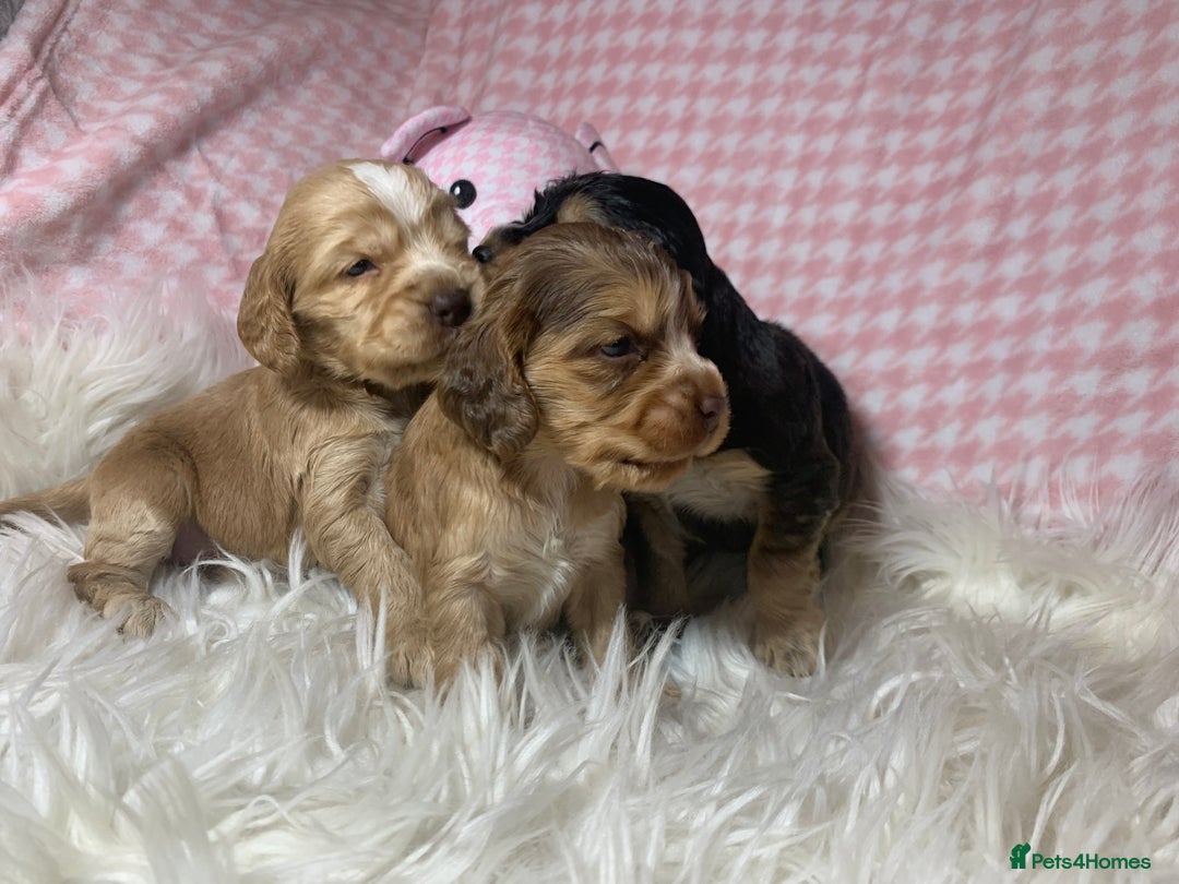 Cocker Spaniel dogs for sale: Show type cocker spaniel puppy’s PRA Clear  - Advert 5