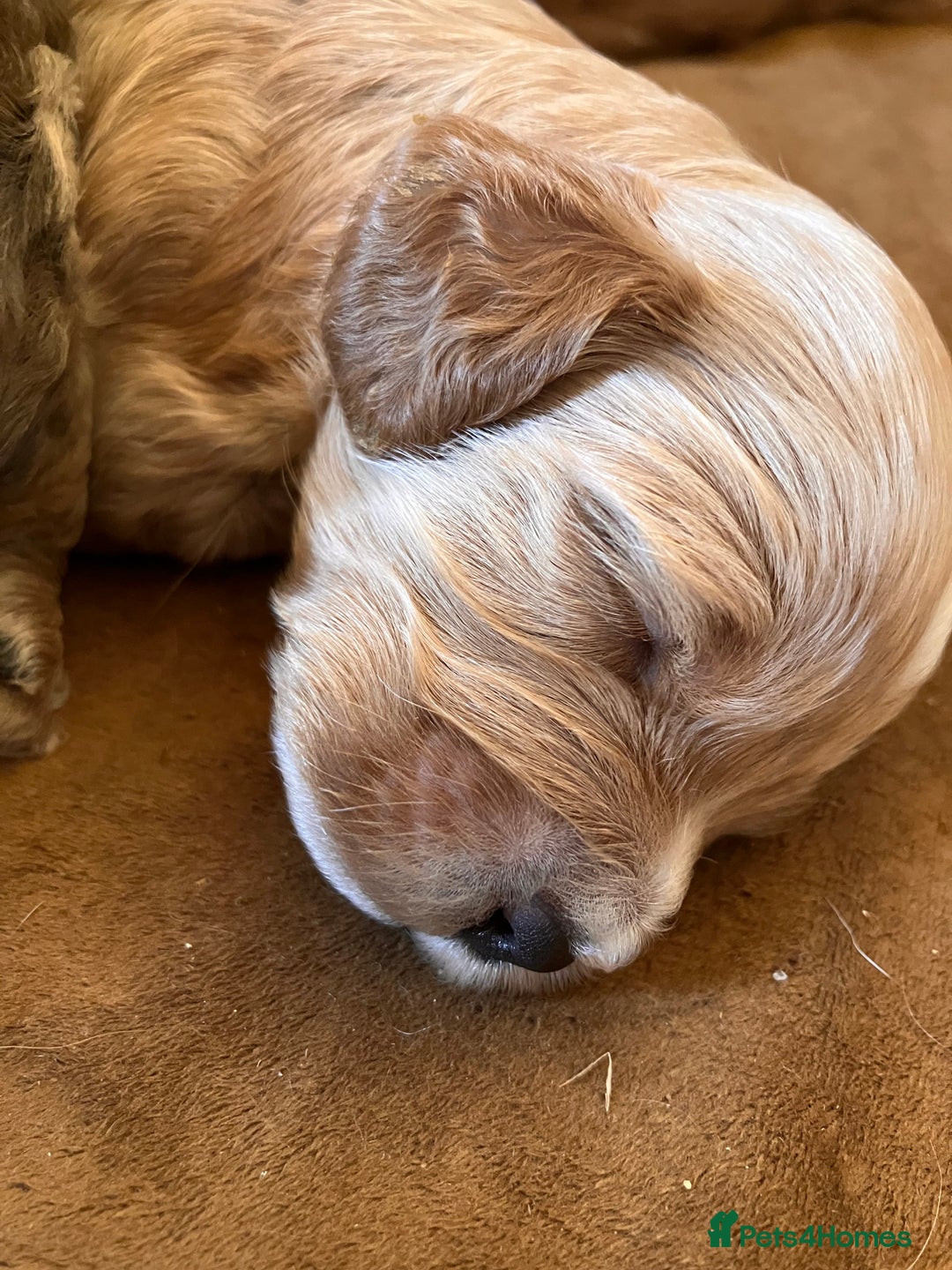Cockapoo dogs for sale: F1 Cockapoo puppies, KC parents, health tested! - Image 19