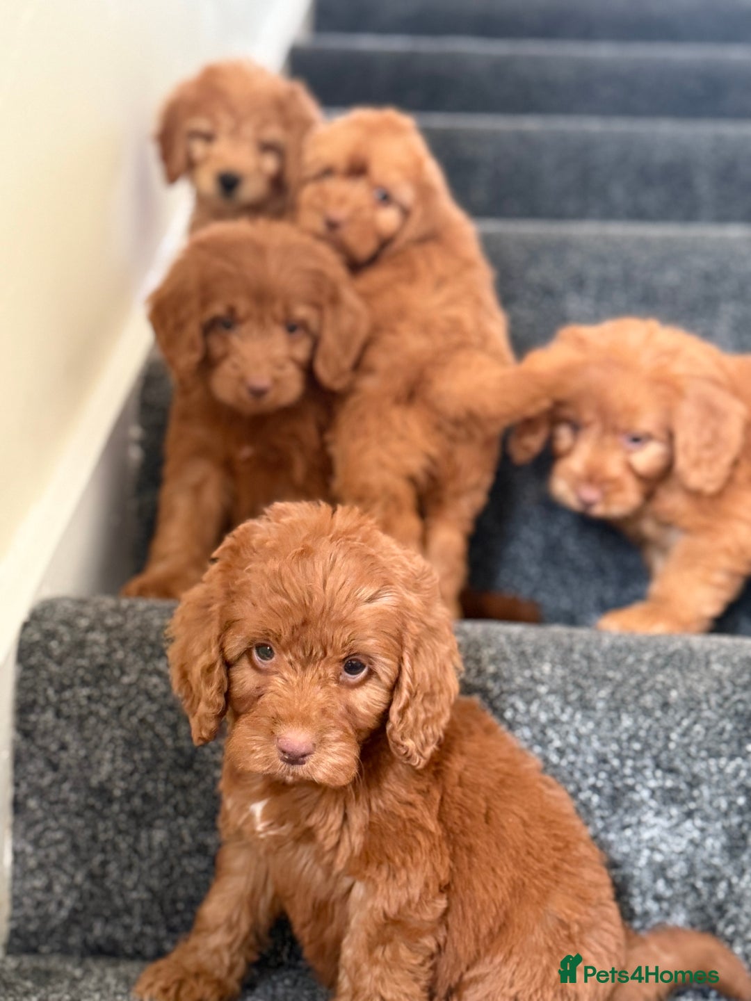 Cockapoo dogs for sale: Beautiful cockapoo puppies  - Image 14