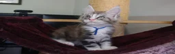 Maine Coon cats for sale: 6 pedigree Mainecoon kittens  - Advert 16