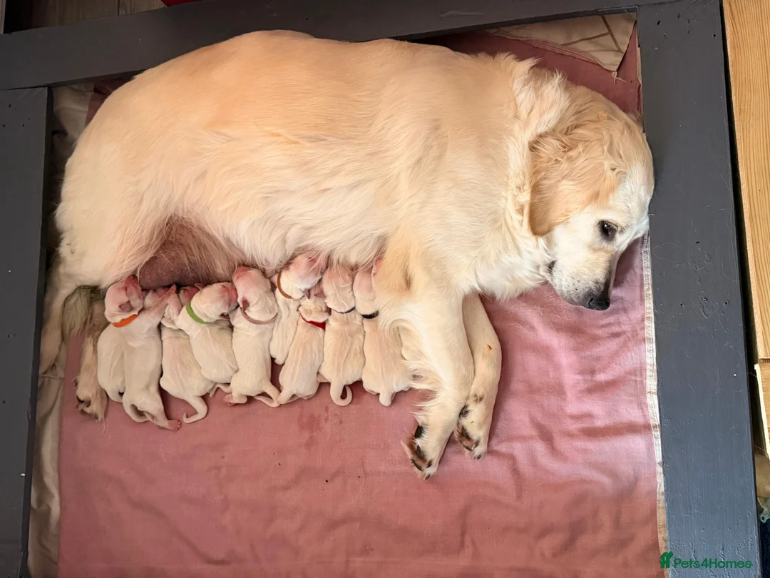 Golden Retriever dogs for stud: Extensively health tested show type kc reg - Advert 2