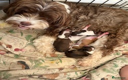 Chipoo dogs for sale: Chipoo puppies - Image 9