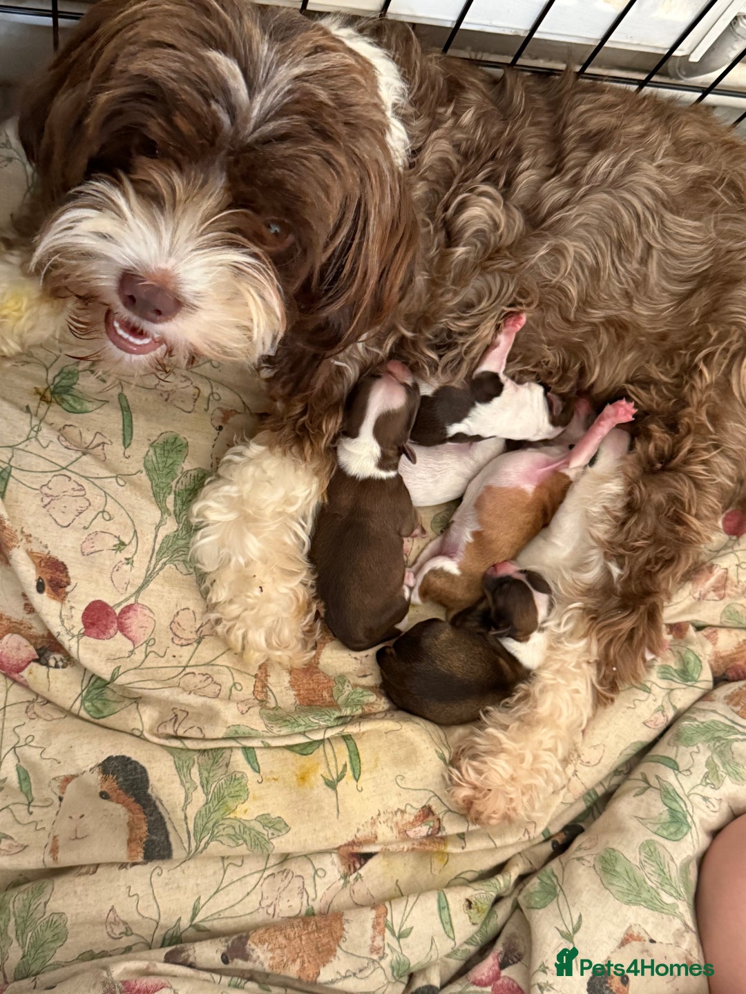 Chipoo dogs for sale: Chipoo puppies - Image 9