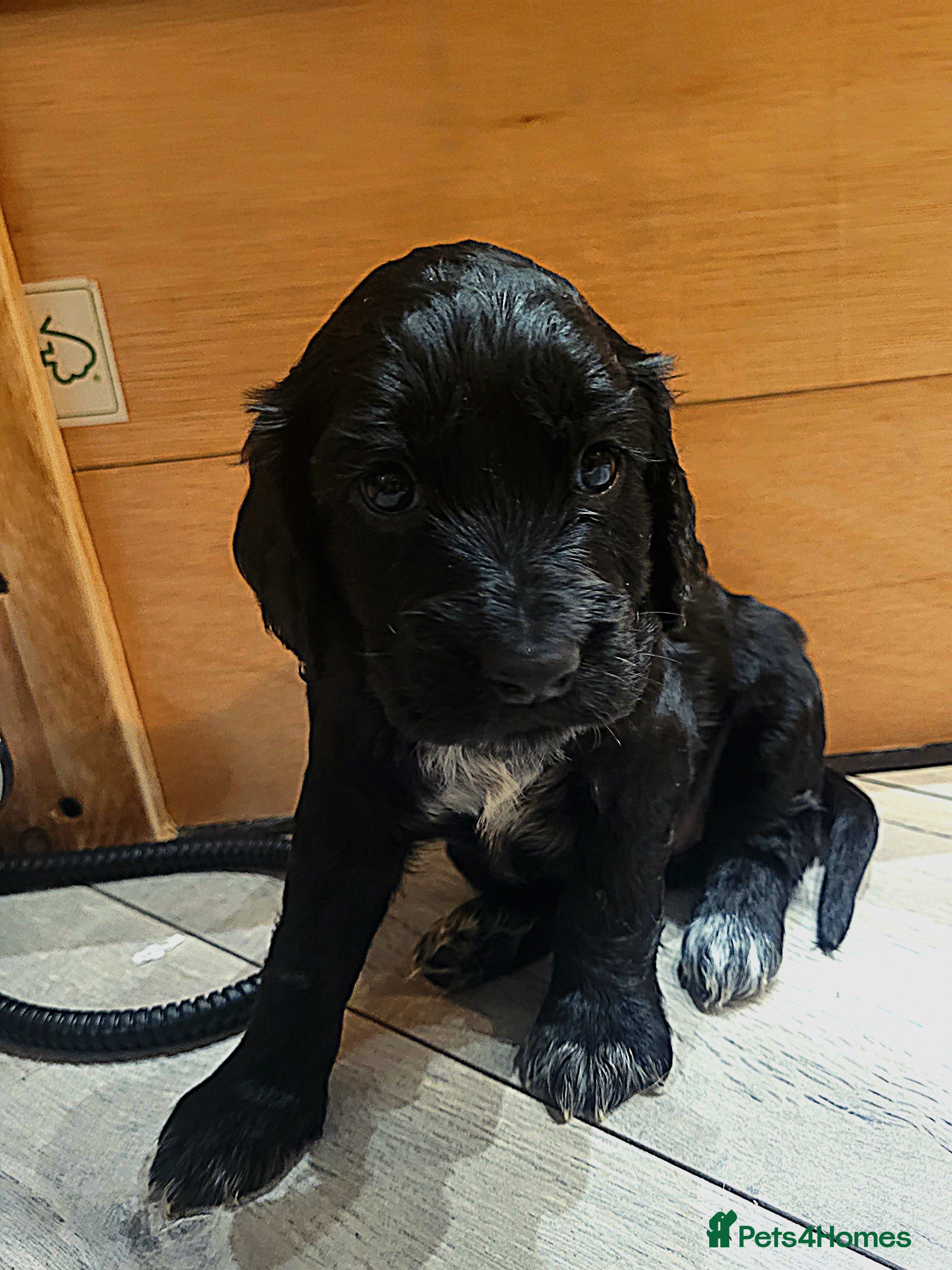 Cocker Spaniel dogs Gorgeous litter of cocker spaniels - Advert 4