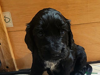 Cocker Spaniel dogs Gorgeous litter of cocker spaniels - Advert 11