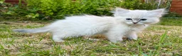 Ragdoll cats for sale: Ready to leave! 1 Blue boy Ragdoll kitten  - Advert 3