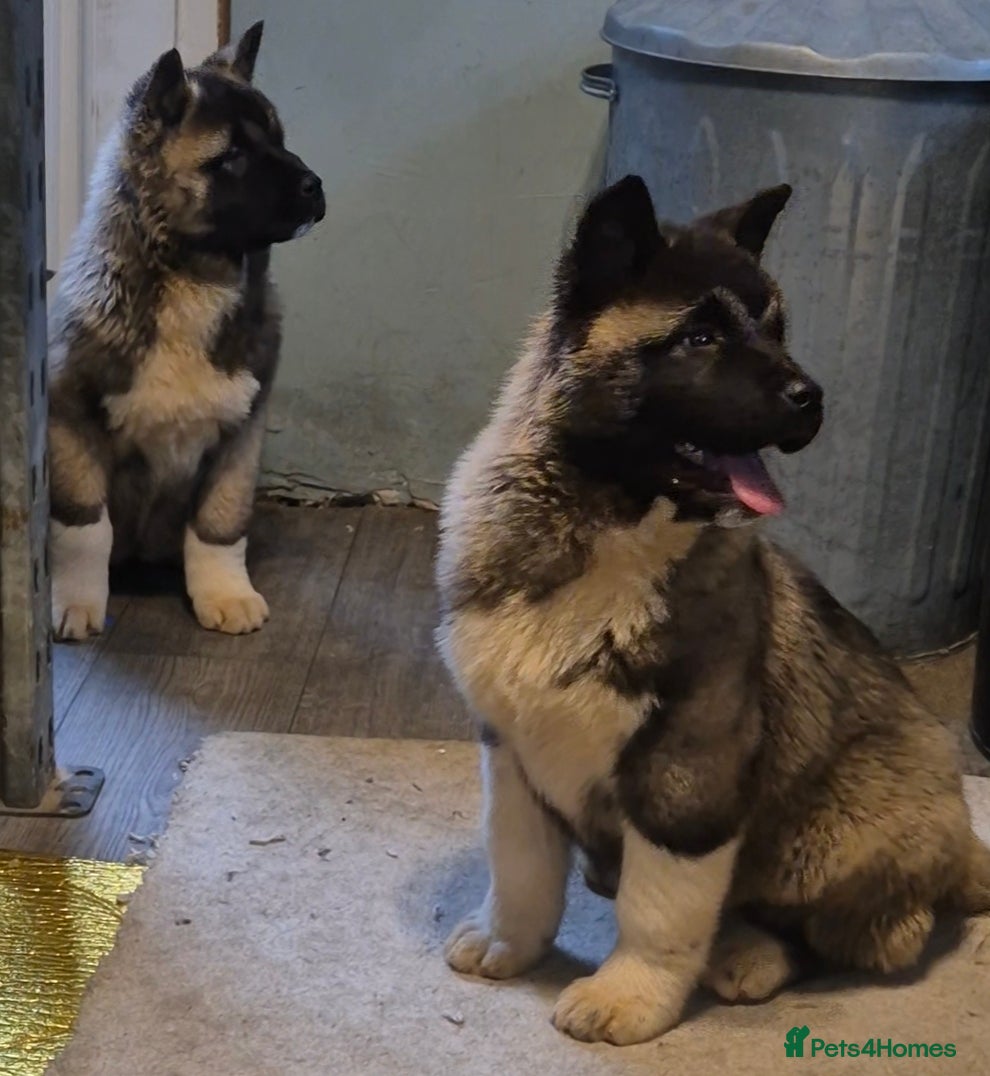 Akita dogs AMERICAN AKITA FEMALES BLACK MASK BEARS - Advert 12