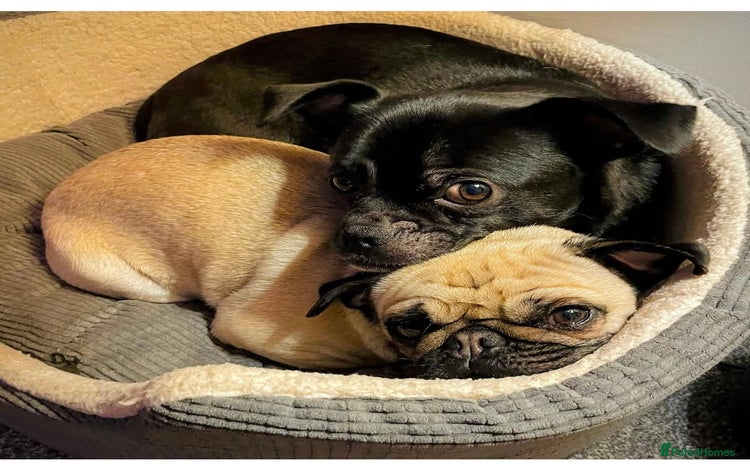 Pug dogs - Advert 1