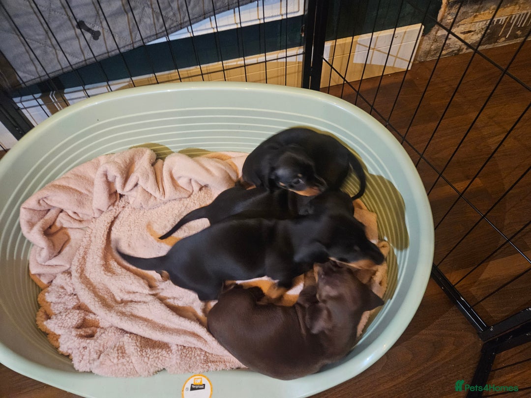 Miniature Dachshund dogs for sale: Miniature Dachshund puppies - Image 19