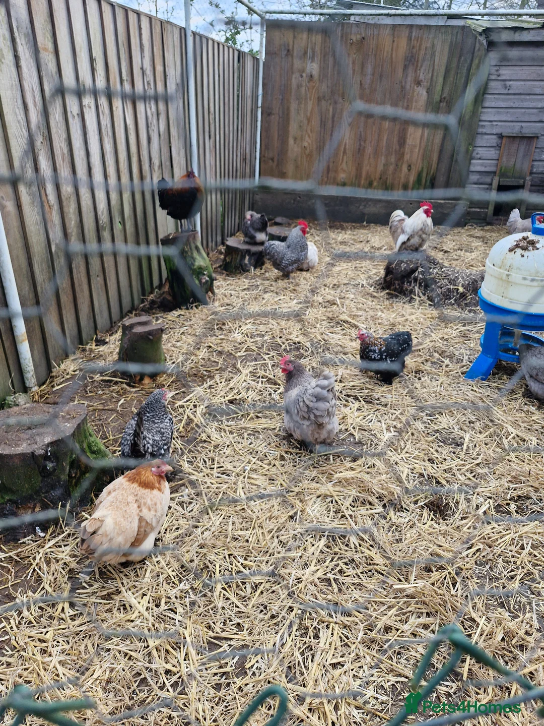 Chickens poultry for sale: Pekin bantams - Advert 2