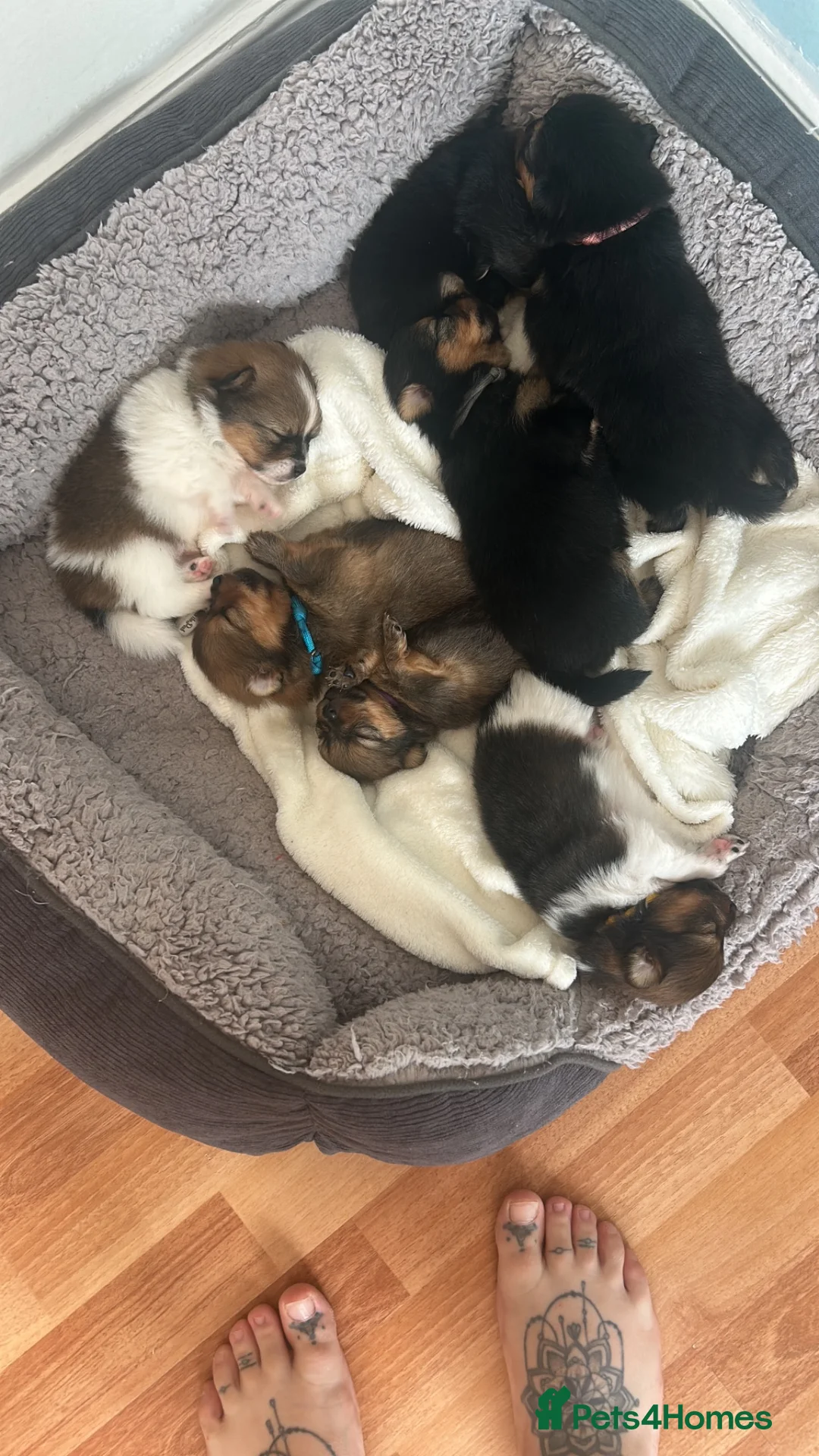 Pomchi dogs for sale:  🤍Prestige Pomchi Puppies🤍 in Halesowen - Advert 1