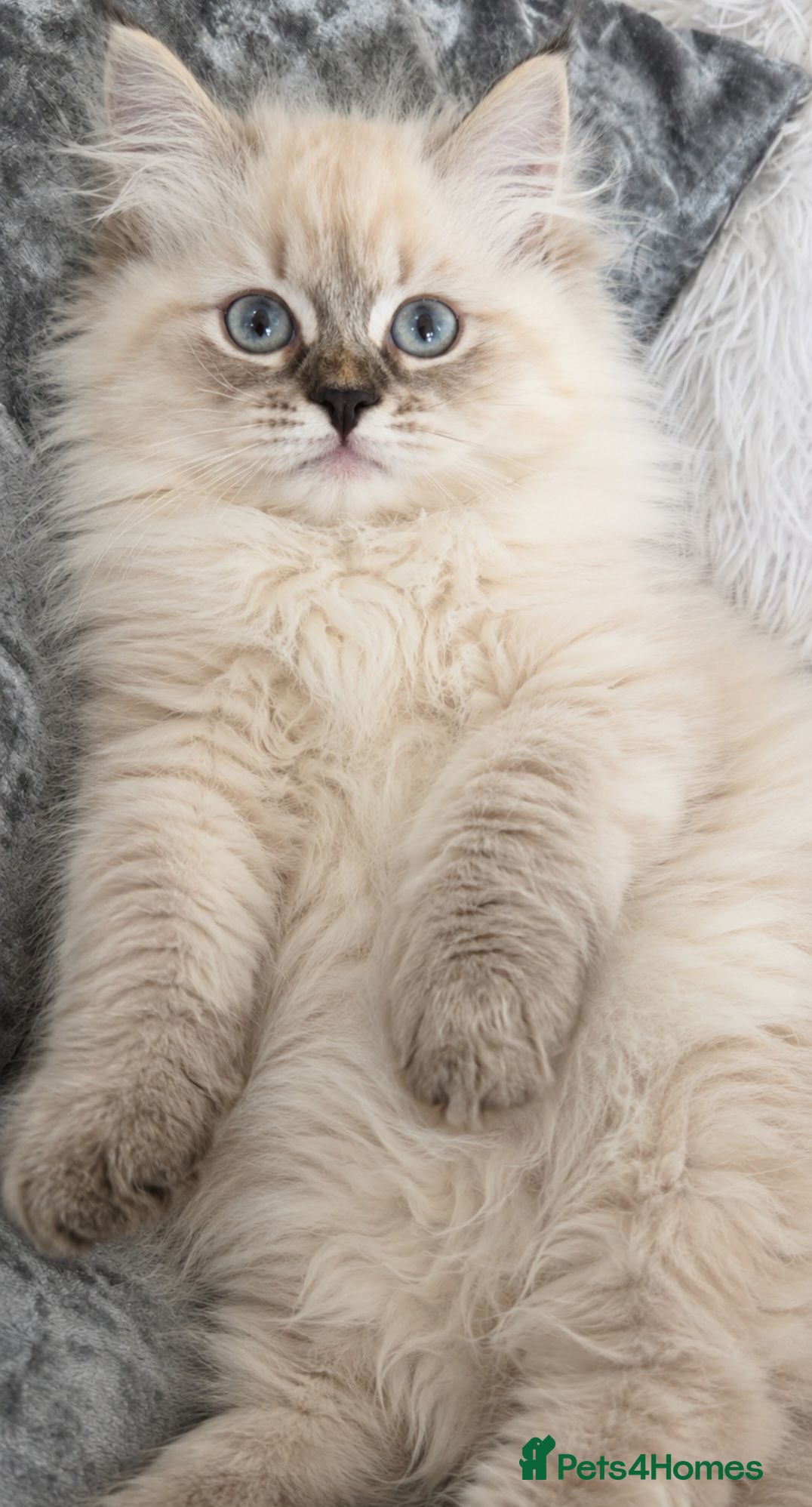Siberian cats 🤩 GCCF Champion bloodline siberian🤩  - Advert 2