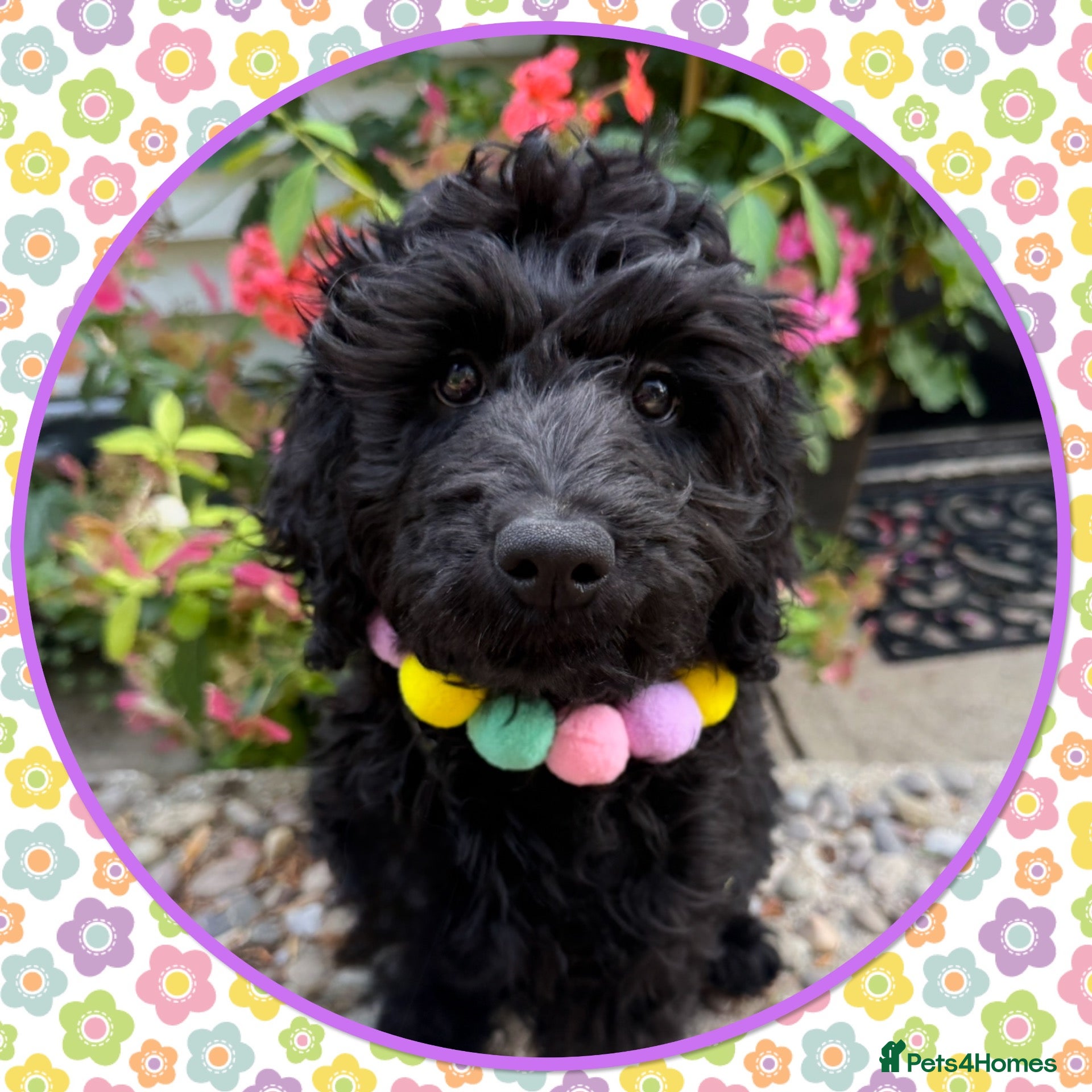 Labradoodle dogs 🐾🌸THE HARD WORK HAS BEEN DONE🌸🐾LAST PUP🌸🐾 - Advert 1