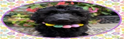 Labradoodle dogs for sale: 🌸🌈THE HARD WORK IS DONE🌸🌈RARE OPPORTUNITY - Advert 2