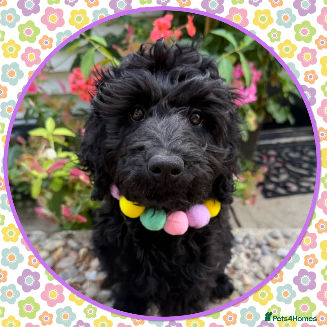 Labradoodle dogs for sale: 🌸🌈THE HARD WORK IS DONE🌸🌈RARE OPPORTUNITY - Advert 2