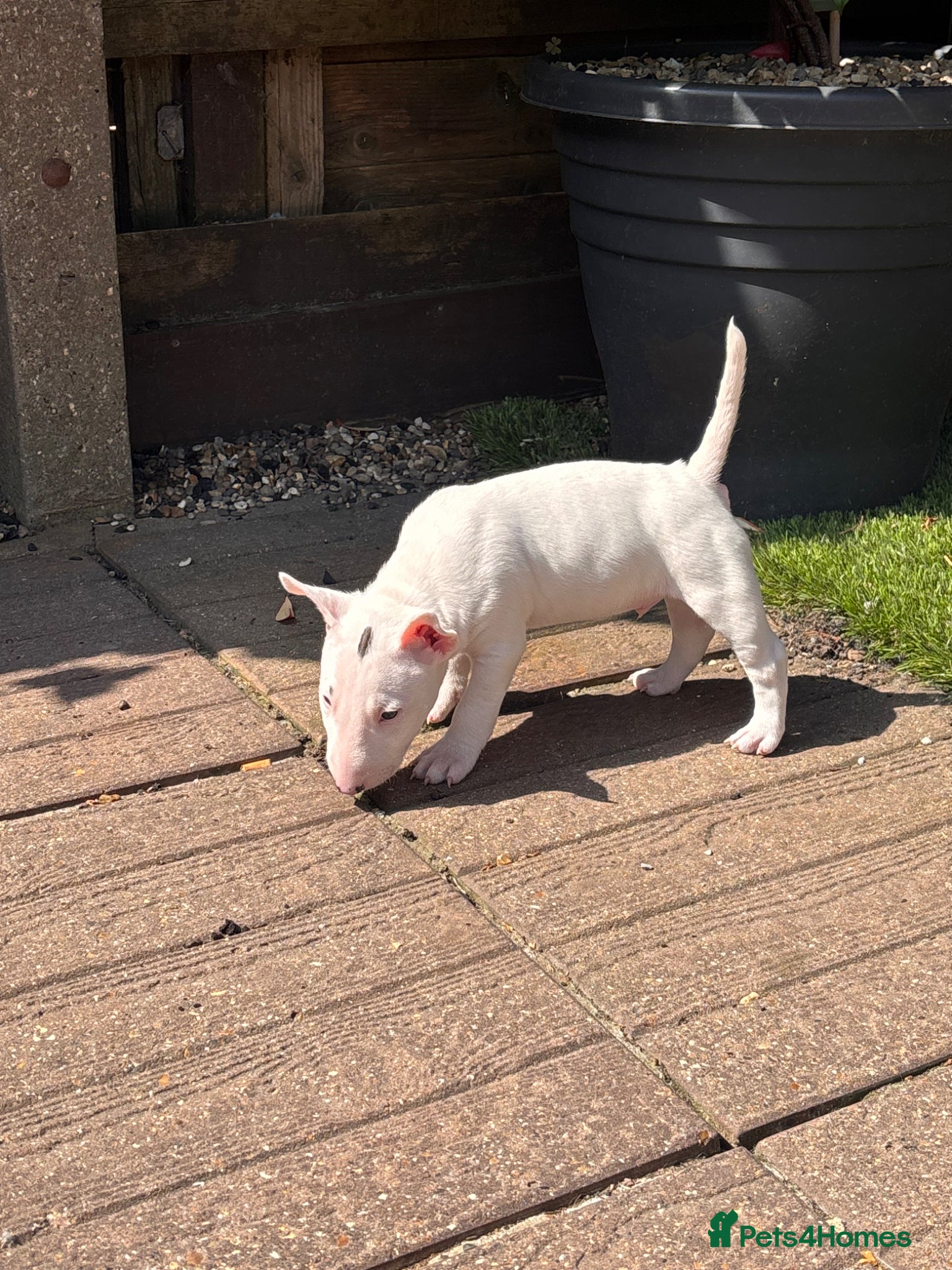 Miniature Bull terrier dogs for sale: 1 Male Miniature English bull terrier available  - Advert 4