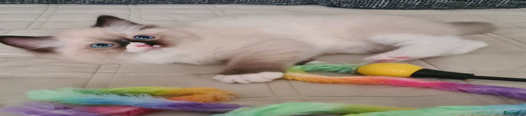 Ragdoll Kitten 3