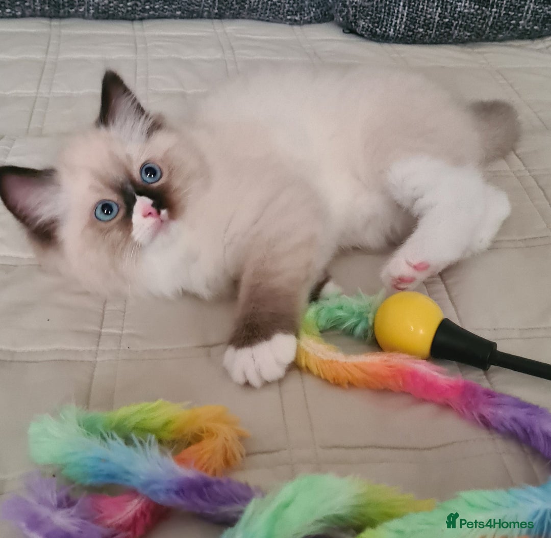 Ragdoll cats for sale: Adorable Ragdoll Kittens Ready for Forever Homes - Image 4