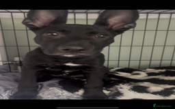 Mixed Breed dogs for sale: About Red - Image 2