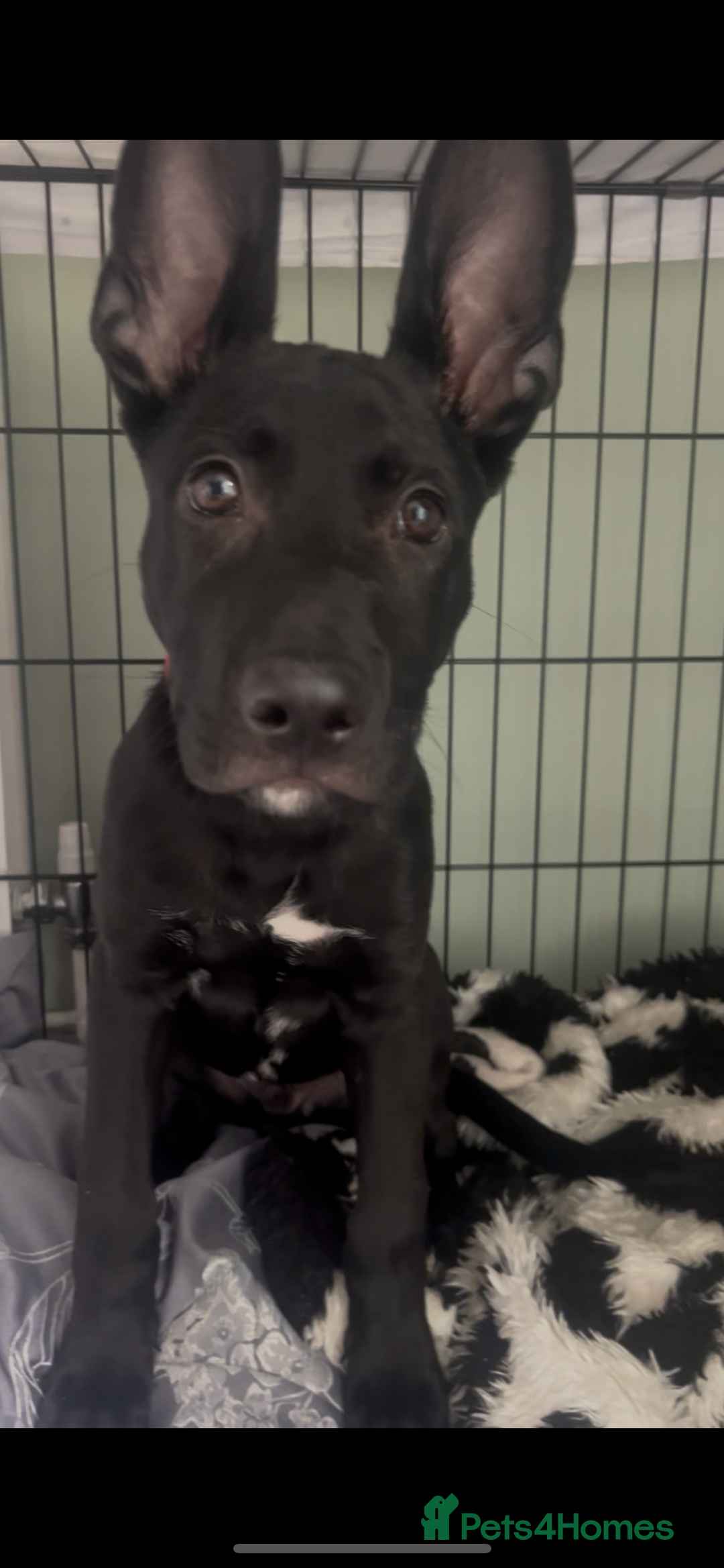 Mixed Breed dogs for sale: About Red - Image 2