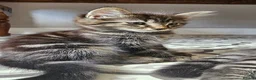 Mixed Breed cats for sale: Maine coon cross tabby - stunning fluffy kittens.. in Bridge of Weir - Advert 5