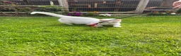 Munchkin cats for sale: 😻❤️ Marshmallow “Baby” ❤️🥰 - Advert 22