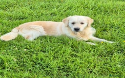 Golden Retriever dogs for sale: Beautiful golden retriever puppies. - Image 2