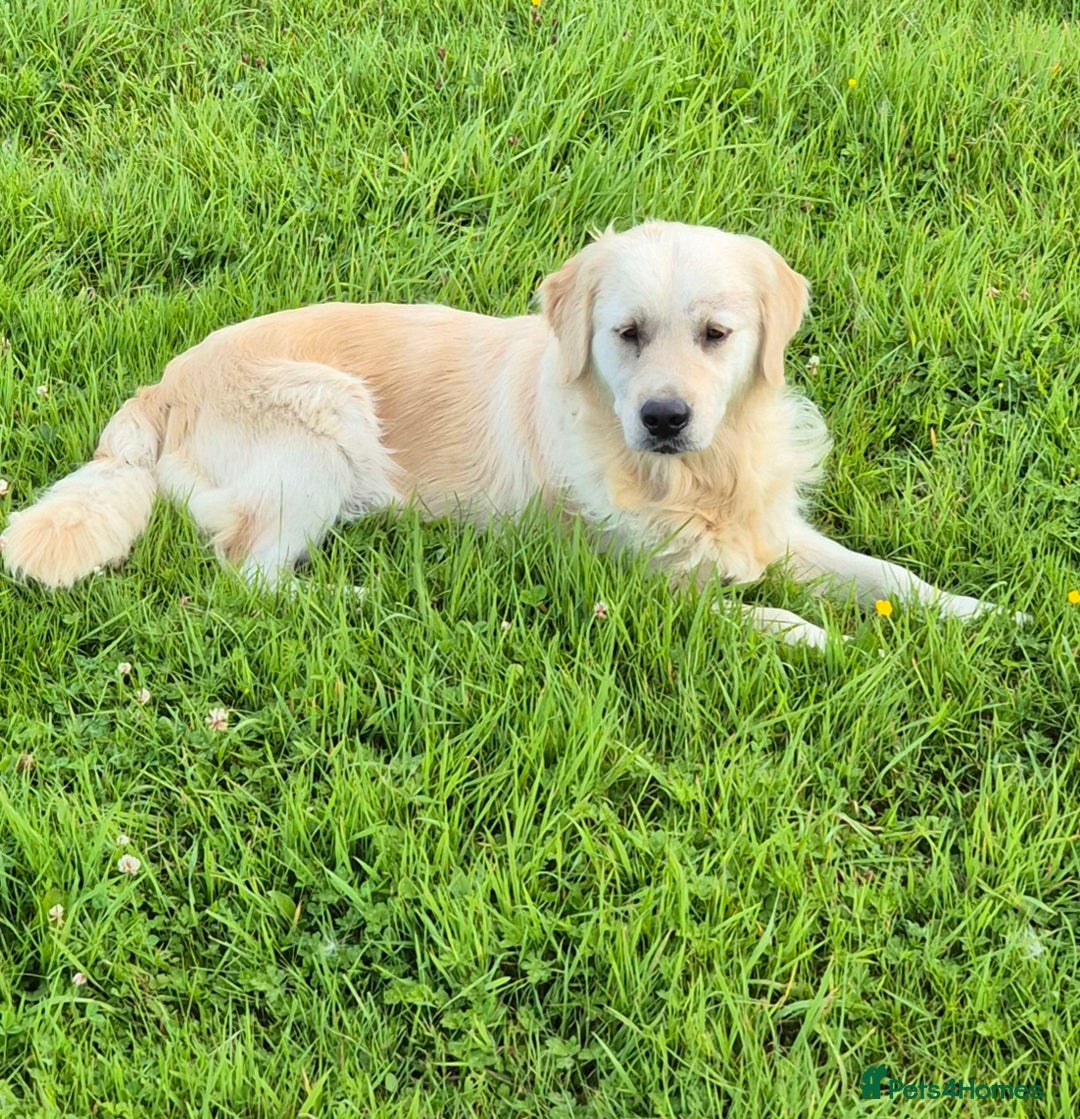 Golden Retriever dogs for sale: Beautiful golden retriever puppies. - Image 2