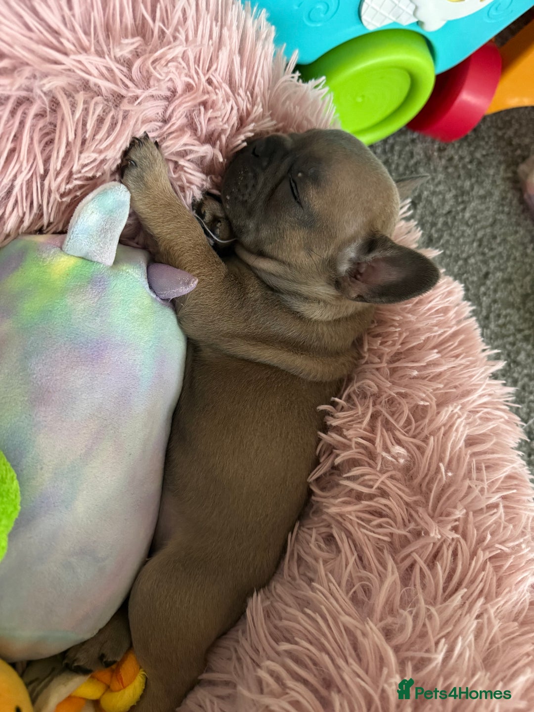 French Bulldog dogs for sale: French Bulldog Pups - Advert 9