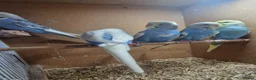 Budgerigars birds for sale: Baby budgies - Budgies - Advert 7