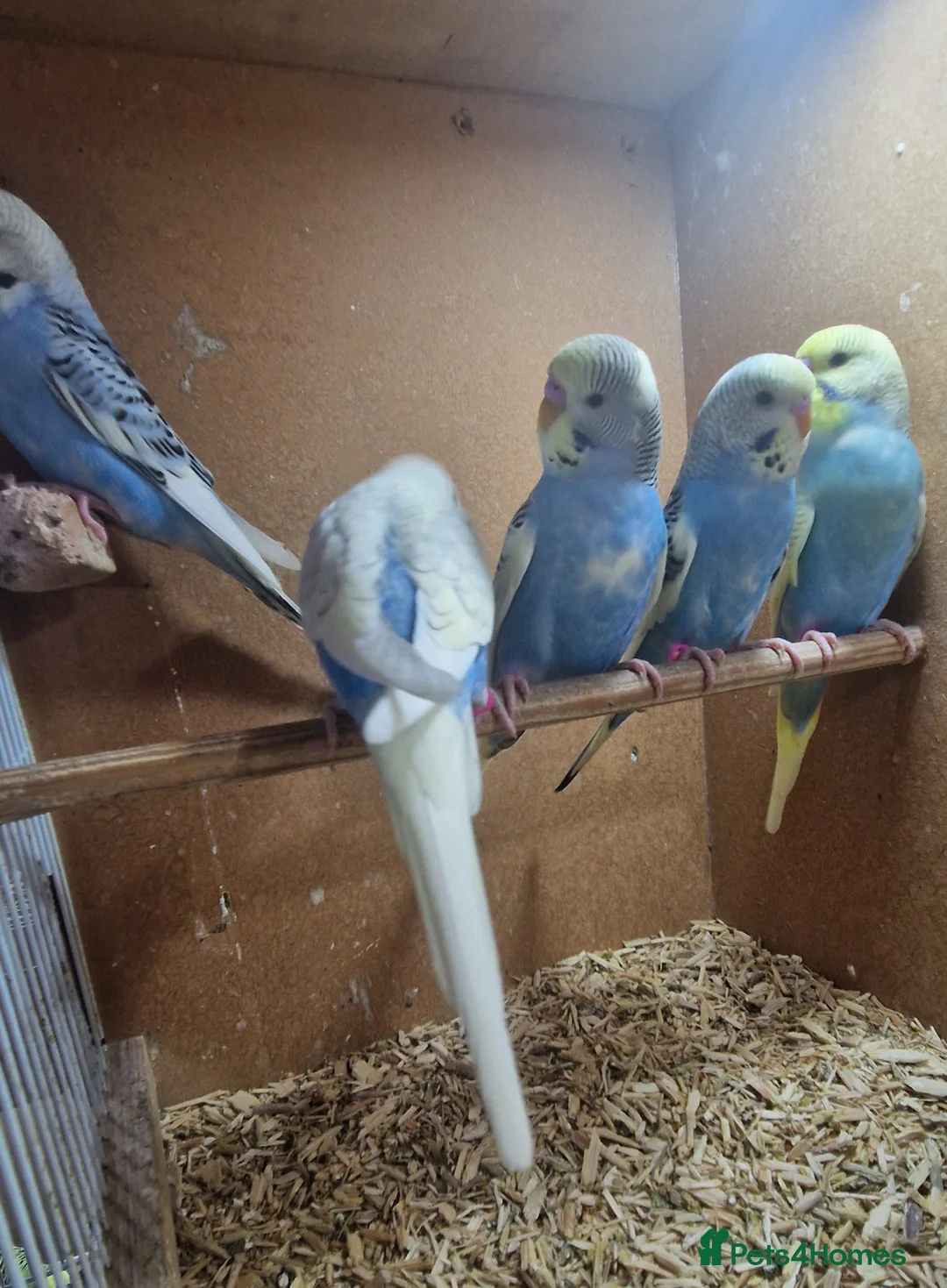 Budgerigars birds for sale: Baby budgies - Budgies - Advert 7