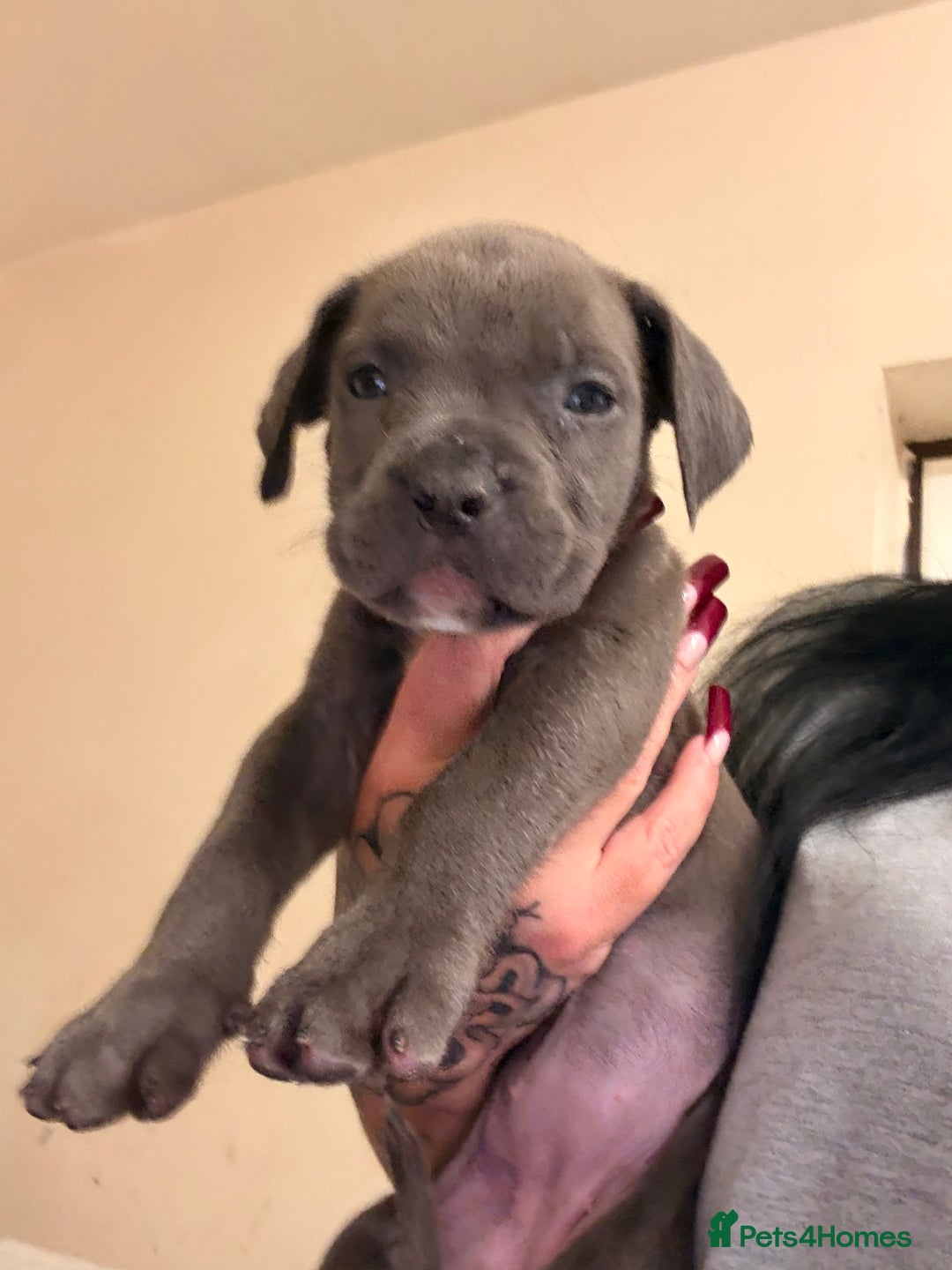 Cane Corso dogs for sale: Cane Corso puppies - Image 17