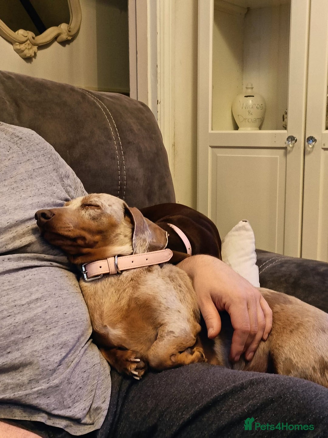 Dachshund dogs for sale: Standard Isabella dapple Lady - Advert 5