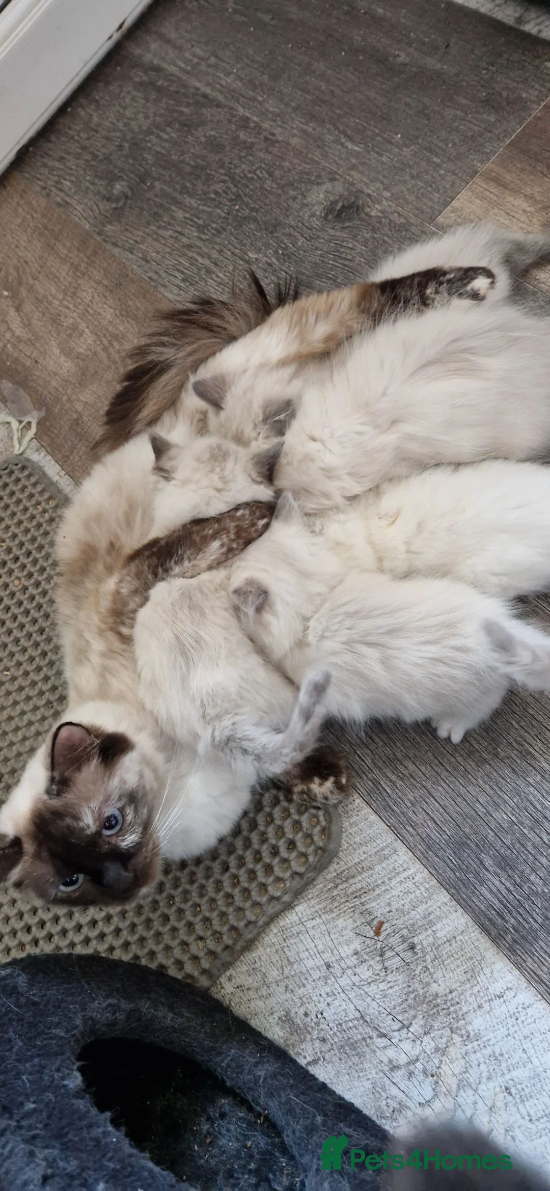Ragdoll cats for sale: Ragdoll babies ready for reservation - Advert 2
