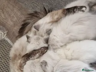 Ragdoll cats Ragdoll babies ready for reservation - Advert 1