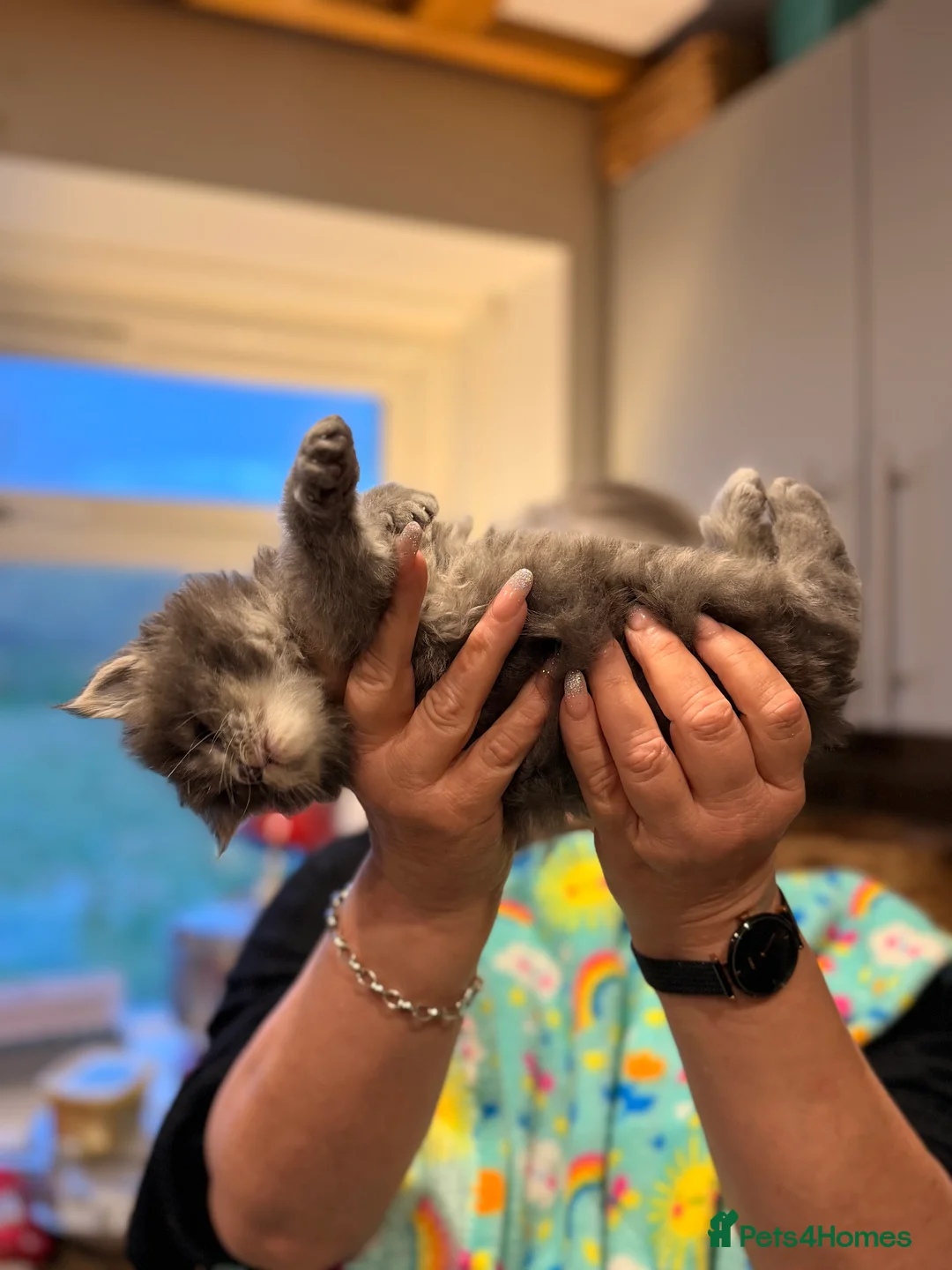 Maine Coon cats for sale: TICA REG MAINE COON KITTENS - Advert 7