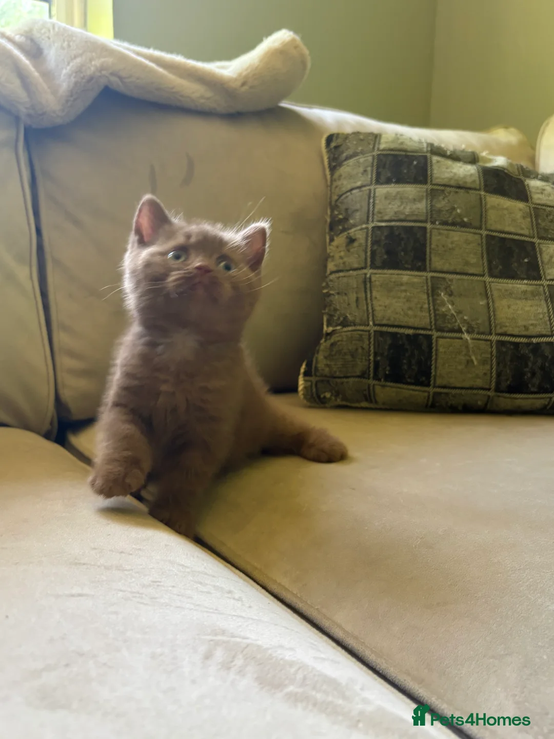 British Shorthair cats for sale: GCCF REG BOYS  - Advert 18