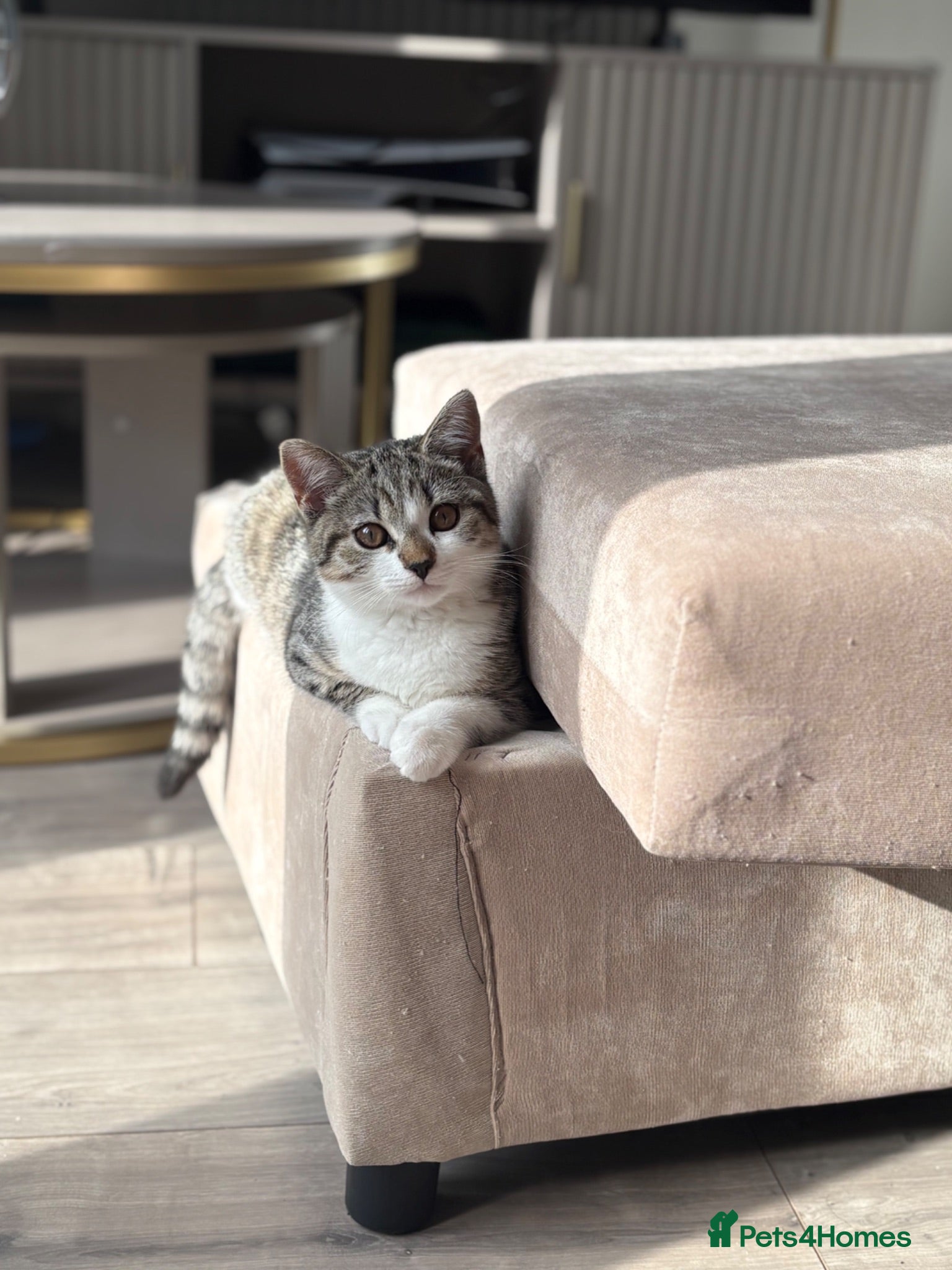 Mixed Breed cats Stunning Male BSH Cross Kitten - Advert 1