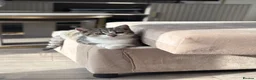 Mixed Breed cats for sale: Stunning Male BSH Cross Kitten - Advert 1