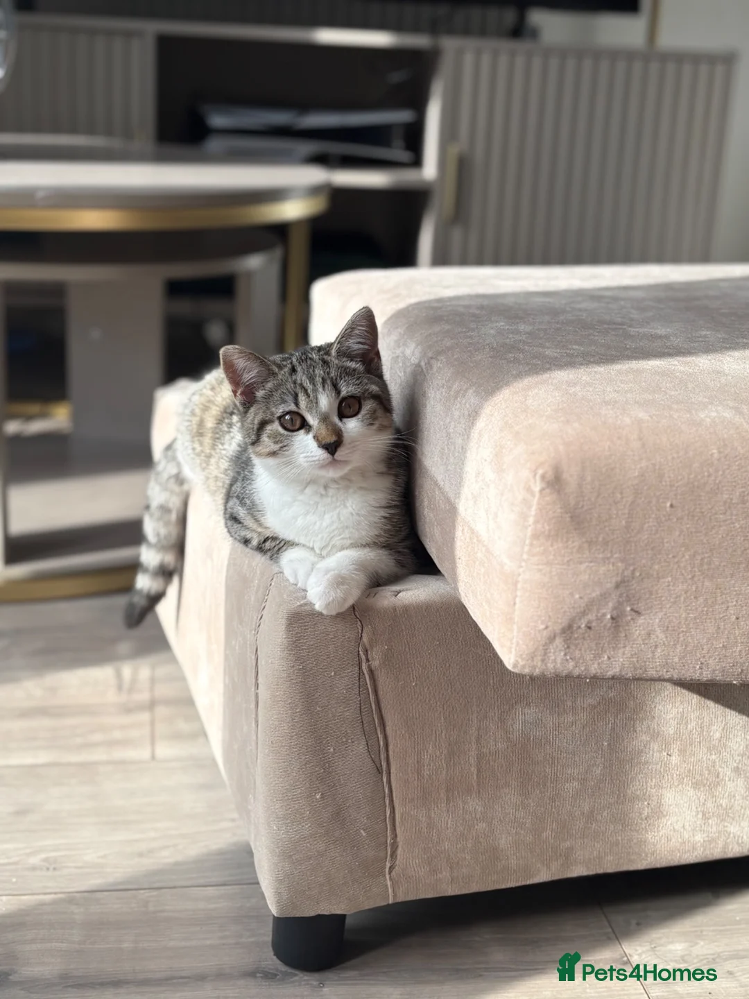 Mixed Breed cats for sale: Stunning Male BSH Cross Kitten - Advert 1