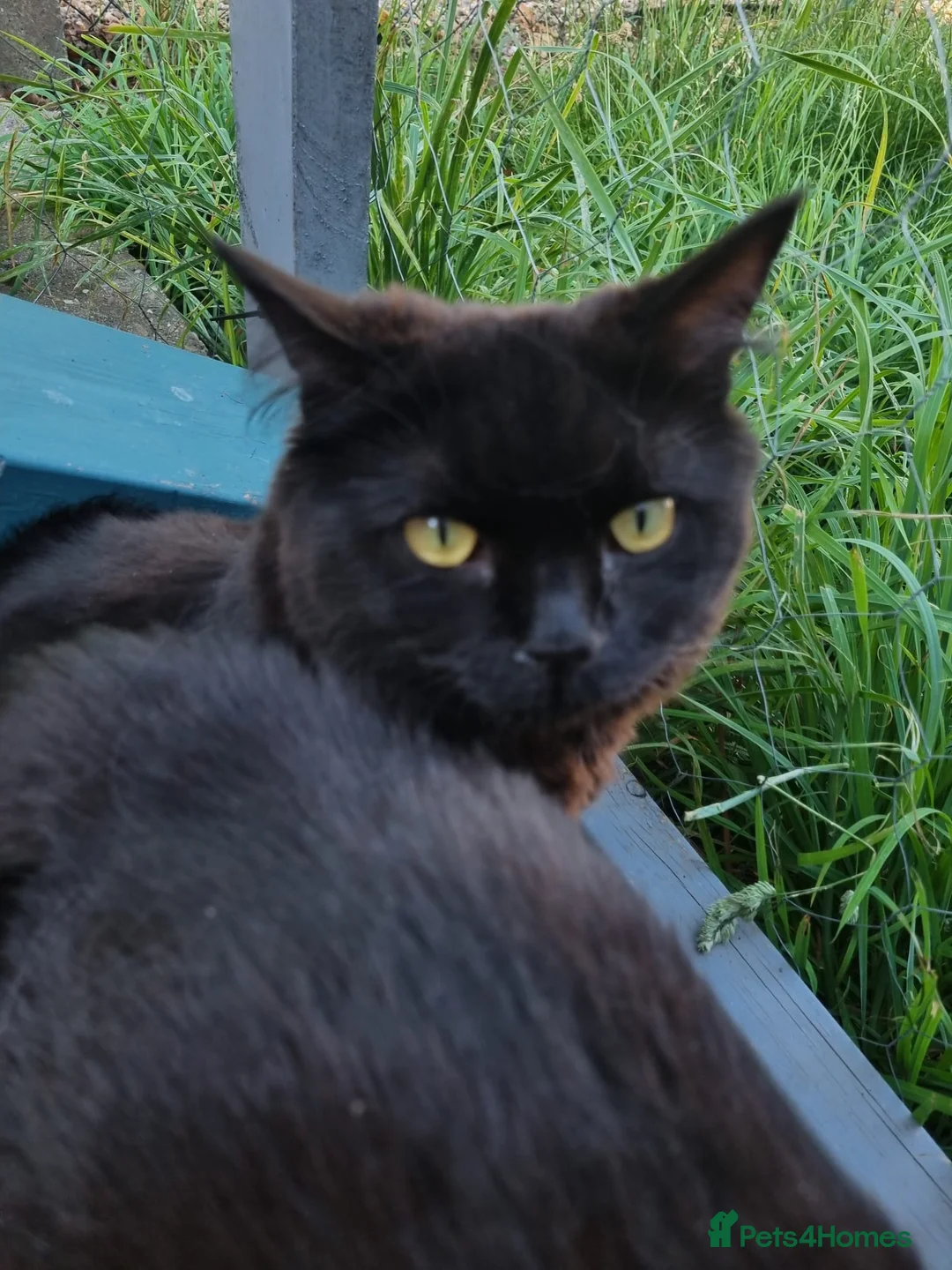 Ragdoll cats for sale: 5 STAR HOMES WANTED FOR RAGDOLL/BRITISH SHORTHAIRS in Newark - Advert 2